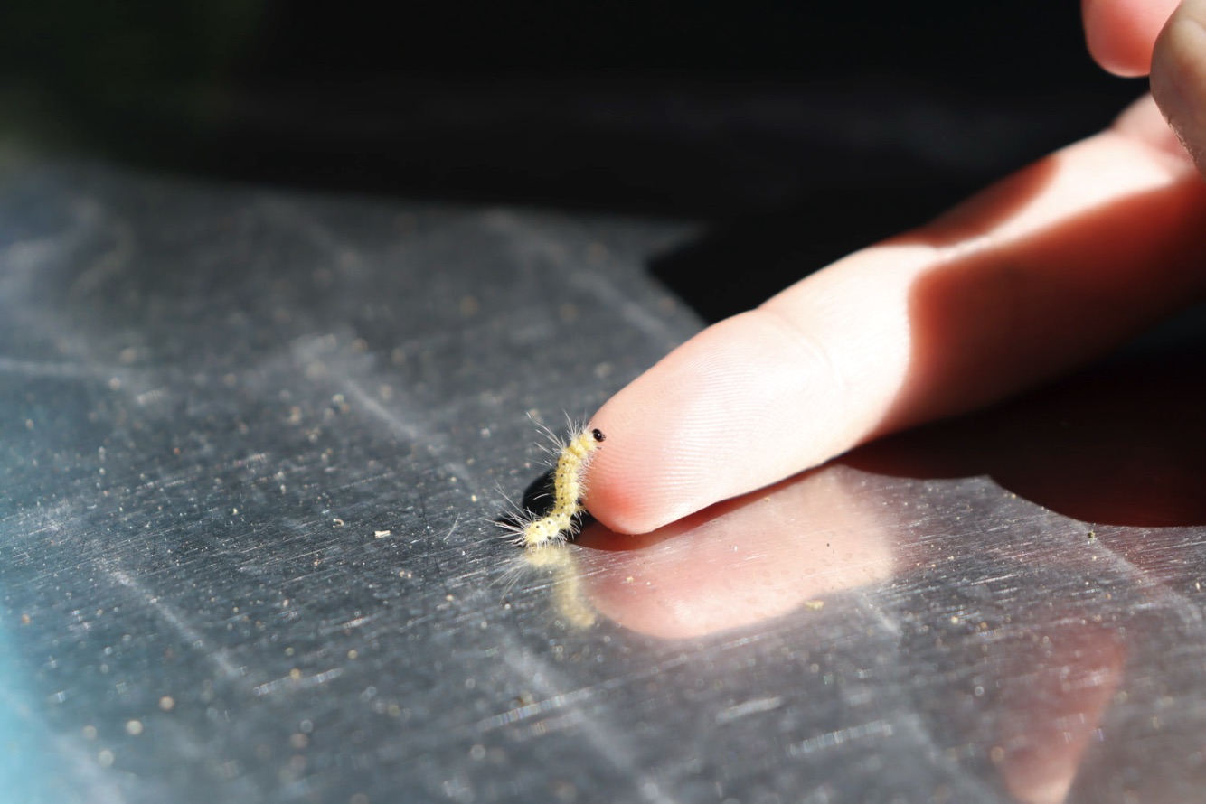 photo of a caterpiller crawling on a finger.